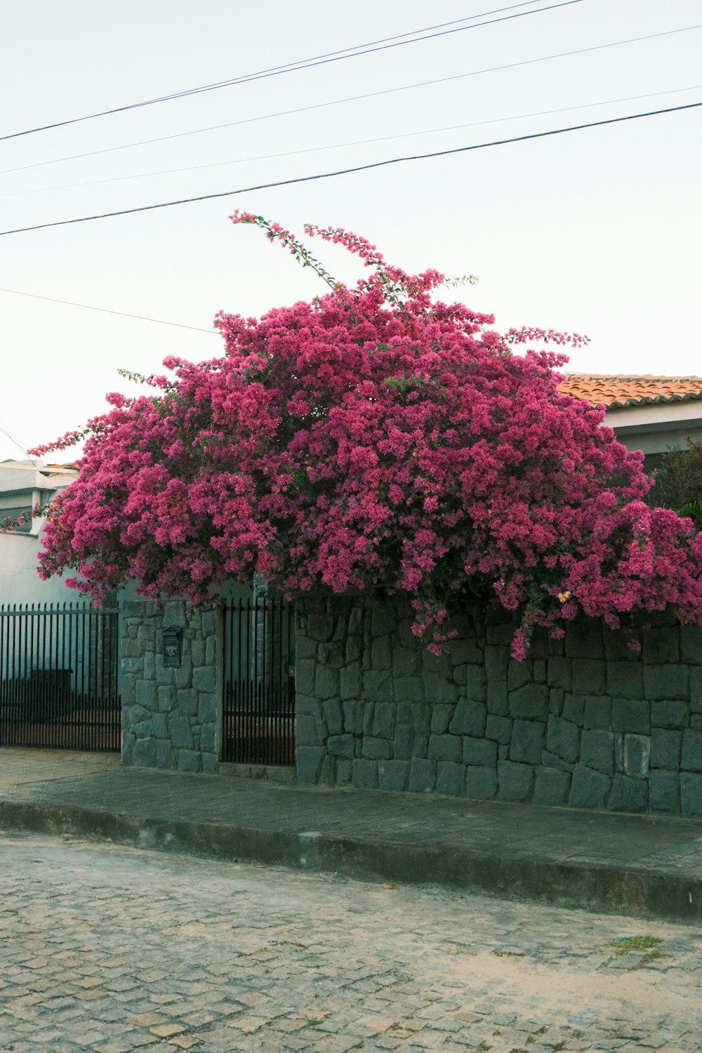 Buganvilla sobre un muro perimetral de jardín